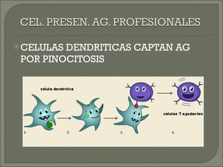CELULAS DENDRITICAS CAPTAN AG POR PINOCITOSIS 