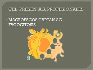 MACROFAGOS CAPTAN AG FAGOCITOSIS 