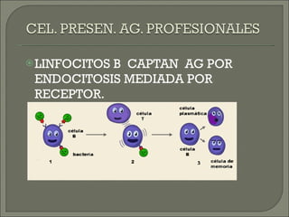 LINFOCITOS B  CAPTAN  AG POR ENDOCITOSIS MEDIADA POR RECEPTOR. 