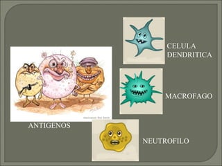 ANTIGENOS CELULA DENDRITICA MACROFAGO NEUTROFILO 