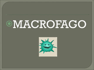 MACROFAGO 