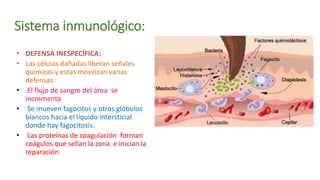 Sistema inmunológico:
• DEFENSA INESPECÍFICA:
• Las células dañadas liberan señales
químicas y estas movilizan varias
defensas:
• El flujo de sangre del área se
incrementa
• Se mueven fagocitos y otros glóbulos
blancos hacia el líquido intersticial
donde hay fagocitosis.
• Las proteínas de coagulación forman
coágulos que sellan la zona e inician la
reparación
 