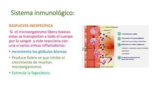 Sistema inmunológico:
RESPUESTA INESPECÍFICA
Si el microorganismo libera toxinas
estas se transportan a todo el cuerpo
por la sangre y este reacciona con
una o varias armas inflamatorias:
• Incrementa los glóbulos blancos
• Produce fiebre se que inhibe el
crecimiento de muchos
microorganismos
• Estimula la fagocitosis.
 