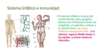 Sistema linfático e inmunidad:
• El sistema linfático es una red
ramificada de vasos, ganglios,
(bolsas con linfocitos) el timo, las
amígdalas, el apéndice, el bazo y
la médula ósea. Los vasos
linfáticos transportan linfa. Este
sistema regresa fluido tisular a
los tejidos y luchar contra la
infección.
 