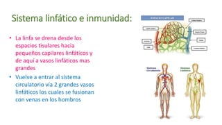 Sistema linfático e inmunidad:
• La linfa se drena desde los
espacios tisulares hacia
pequeños capilares linfáticos y
de aquí a vasos linfáticos mas
grandes
• Vuelve a entrar al sistema
circulatorio vía 2 grandes vasos
linfáticos los cuales se fusionan
con venas en los hombros
 