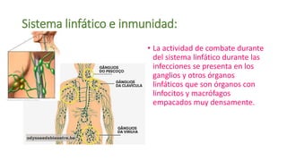 Sistema linfático e inmunidad:
• La actividad de combate durante
del sistema linfático durante las
infecciones se presenta en los
ganglios y otros órganos
linfáticos que son órganos con
linfocitos y macrófagos
empacados muy densamente.
 