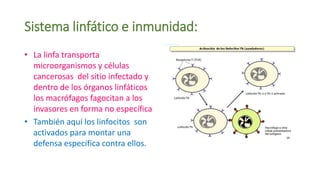 Sistema linfático e inmunidad:
• La linfa transporta
microorganismos y células
cancerosas del sitio infectado y
dentro de los órganos linfáticos
los macrófagos fagocitan a los
invasores en forma no específica
• También aquí los linfocitos son
activados para montar una
defensa específica contra ellos.
 