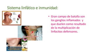 Sistema linfático e inmunidad:
• Gran campo de batalla son
los ganglios inflamados y
que duelen como resultado
de la multiplicación de
linfocitos defensores.
 