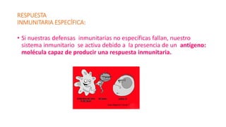 RESPUESTA
INMUNITARIA ESPECÍFICA:
• Si nuestras defensas inmunitarias no específicas fallan, nuestro
sistema inmunitario se activa debido a la presencia de un antígeno:
molécula capaz de producir una respuesta inmunitaria.
 