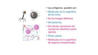 • Los antígenos pueden ser:
• Moléculas en la superficie
de los virus.
• De los hongos (Mohos)
• De bacterias.
• De células cancerosas (el
cuerpo las identifica como
ajenas).
• Polen, polvo.
• Moléculas en la superficie
de órganos trasplantados.
 