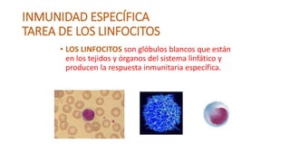 INMUNIDAD ESPECÍFICA
TAREA DE LOS LINFOCITOS
• LOS LINFOCITOS son glóbulos blancos que están
en los tejidos y órganos del sistema linfático y
producen la respuesta inmunitaria específica.
 