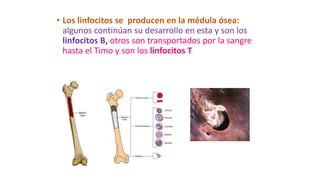 • Los linfocitos se producen en la médula ósea:
algunos continúan su desarrollo en esta y son los
linfocitos B, otros son transportados por la sangre
hasta el Timo y son los linfocitos T
 
