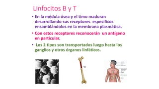 Linfocitos B y T
• En la médula ósea y el timo maduran
desarrollando sus receptores específicos
ensamblándolos en la membrana plasmática.
• Con estos receptores reconocerán un antígeno
en particular.
• Los 2 tipos son transportados luego hasta los
ganglios y otros órganos linfáticos.
 
