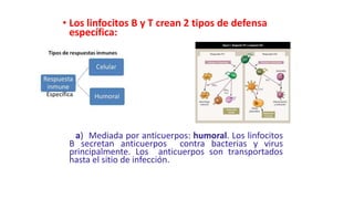 • Los linfocitos B y T crean 2 tipos de defensa
específica:
a) Mediada por anticuerpos: humoral. Los linfocitos
B secretan anticuerpos contra bacterias y virus
principalmente. Los anticuerpos son transportados
hasta el sitio de infección.
Específica
 
