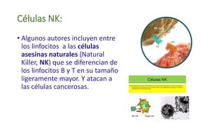 Células NK:
• Algunos autores incluyen entre
los linfocitos a las células
asesinas naturales (Natural
Killer, NK) que se diferencian de
los linfocitos B y T en su tamaño
ligeramente mayor. Y atacan a
las células cancerosas.
 
