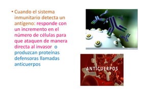 • Cuando el sistema
inmunitario detecta un
antígeno: responde con
un incremento en el
número de células para
que ataquen de manera
directa al invasor o
produzcan proteínas
defensoras llamadas
anticuerpos
 