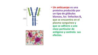 • Un anticuerpo es una
proteína producida por
un tipo de glóbulos
blancos, los linfocitos B,
que se encuentra en el
plasma sanguíneo y
que se adhiere a una
clase particular de
antígeno y controla sus
efectos.
 