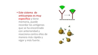 • Este sistema de
anticuerpos es muy
específico y tiene
memoria, puede
recordar los antígenos
que se ha encontrado
con anterioridad y
reacciona contra ellos de
manera más rápida y
vigor y más fuerte.
 