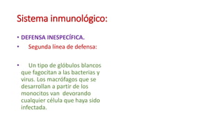 Sistema inmunológico:
• DEFENSA INESPECÍFICA.
• Segunda línea de defensa:
• Un tipo de glóbulos blancos
que fagocitan a las bacterias y
virus. Los macrófagos que se
desarrollan a partir de los
monocitos van devorando
cualquier célula que haya sido
infectada.
 