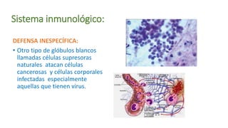 Sistema inmunológico:
DEFENSA INESPECÍFICA:
• Otro tipo de glóbulos blancos
llamadas células supresoras
naturales atacan células
cancerosas y células corporales
infectadas especialmente
aquellas que tienen virus.
 