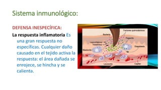 Sistema inmunológico:
DEFENSA INESPECÍFICA:
La respuesta inflamatoria Es
una gran respuesta no
específicas. Cualquier daño
causado en el tejido activa la
respuesta: el área dañada se
enrojece, se hincha y se
calienta.
 