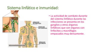 Sistema linfático e inmunidad:
• La actividad de combate durante
del sistema linfático durante las
infecciones se presenta...