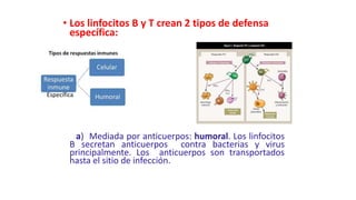 • Los linfocitos B y T crean 2 tipos de defensa
específica:
a) Mediada por anticuerpos: humoral. Los linfocitos
B secretan...