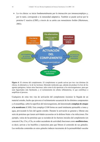 Collado V. M. et al. Revista Complutense de Ciencias Veterinarias 2 (1) 2008: 1-1610
• La vía clásica: se inicia fundamentalmente por la interacción con inmunocomplejos y,
por lo tanto, corresponde a la inmunidad adaptativa. También se puede activar por la
proteína C reactiva (CRP), a través de su unión con monoésteres fosfato (Mortensen,
2001).
Figura 4. El sistema del complemento. El complemento se puede activar por tres vías distintas (la
clásica, la alternativa y la de las lectinas), liberando moléculas que, además de producir la lisis de los
agentes patógenos, tienen otras funciones, tales como la de opsonizar a los microorganismos, para que
sean fagocitados más fácilmente, y el reclutamiento de células inflamatorias, lo que contribuye a
amplificar el proceso.
Cualquiera de estas tres vías de activación del complemento reconoce la llegada de un
material extraño, hecho que provoca el reclutamiento secuencial de los distintos componentes
y el ensamblaje, sobre la superficie del microorganismo, del denominado complejo de ataque
a la membrana (CAM). Este complejo CAM forma un canal totalmente permeable a iones y
agua, provocando la lisis del agente extraño. Durante la activación se generan y liberan una
serie de proteínas que tienen actividades accesorias en la defensa frente a las infecciones. Por
ejemplo, varias de las proteínas que se escinden de los factores iniciales del complemento (en
concreto C4a, C3a y C5a, en orden ascendente de actividad) funcionan como anafilotoxinas,
es decir, activan a los basófilos y mastocitos para que liberen el contenido de sus gránulos.
Las moléculas contenidas en estos gránulos inducen incremento de la permeabilidad vascular
 