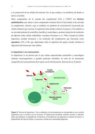 Collado V. M. et al. Revista Complutense de Ciencias Veterinarias 2 (1) 2008: 1-1611
y la contracción de las células del músculo liso, lo que conduce a la anafilaxia, de donde se
deriva el nombre.
Otros componentes de la cascada del complemento (C5a y C5b67) son factores
quimiotácticos, que atraen a otros componentes inmunes hacia el foco donde se ha activado
el complemento, merced a que se establece un gradiente de concentración reconocido por
células distantes que recorren el organismo hasta donde comenzó el proceso. C5a también es
un activador potente de neutrófilos, basófilos y macrófagos y produce inducción de moléculas
de adhesión sobre células endoteliales vasculares (Foreman et al., 1996). Cuando las células
fagocíticas acceden reconocen a las moléculas del complemento que funcionan como
opsoninas, C3b y C4b, que, depositadas sobre la superficie del agente extraño, facilitan la
fagocitosis del mismo por estas células.
La fagocitosis y sus consecuencias
La fagocitosis es un proceso por el que células especializadas (neutrófilos y macrófagos)
eliminan microorganismos y grandes partículas insolubles. Se trata de un mecanismo
inespecífico de reconocimiento de lo ajeno con la interiorización, destrucción en el interior
Figura 5. Proceso de fagocitosis. Tras su adhesión, el microorganismo es incorporado en una vesícula
fagosómica que se fusiona con un lisosoma. El faglisosoma resultante contiene enzimas y radicales
libres que producen su degradación. Finalmente, el resultado de esta digestión se elimina al exterior, o
dependiendo del tipo de células, se presenta a células de la inmunidad adquirida.
 