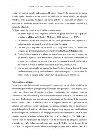 Collado V. M. et al. Revista Complutense de Ciencias Veterinarias 2 (1) 2008: 1-1612
celular del material extraño y eliminación del mismo (Figura 5). La destrucción del agente
extraño supone fragmentar dicho material en moléculas de menor tamaño (por ejemplo,
péptidos). Estas pequeñas moléculas del agente extraño no supondrán un ataque a la
integridad del individuo, aunque presentan carácter antigénico, y así pueden estimular a la
inmunidad adquirida.
En el proceso de fagocitosis se pueden diferenciar cinco fases:
1- En primer lugar la célula fagocítica reconoce un patrón molecular de la partícula
extraña y se adhiere a él (Blander y Medzhitov, 2004; Sanjuan et al., 2007)..
2- La adherencia activa a la membrana, la cual emite pseudópodos que engloban a la
partícula extraña formando la vesícula fagocítica o fagosoma.
3- Una vez que el fagosoma se encuentra en el citoplasma celular, se fusiona con
vesículas que contienen enzimas (lisosomas) formando el llamado fagolisosoma.
4- Dentro del fagolisosoma se producen los mecanismos necesarios para la destrucción
del material ingerido. Estos mecanismos consisten en reacciones dependientes de
oxígeno, independientes de oxígeno o por reacciones dependientes de óxido nítrico,
así como en la acción de enzimas lisosomales (hidrolasas, proteasas, etc).
5- Una vez que han actuado los sistemas de digestión, la vesícula se fusiona de nuevo
con la membrana celular y elimina al exterior el material digerido, o, dependiendo del
tipo de célula, lo presenta a otras células muy especializadas, los linfocitos T.
Presentación de antígeno
En los vertebrados, la inmunidad innata depende enormemente de las células mieloides: los
inmunocitos profesionales que fagocitan y/o destruyen a los patógenos. En su mayoría, estas
células son eficaces por sí mismas, pero han evolucionado para funcionar mejor en
combinación con las moléculas y células del sistema inmune adaptativo, los linfocitos. Por
otra parte, los linfocitos son dependientes y subordinados de las células de la inmunidad
innata (Beutler, 2004). Un elemento clave en la respuesta inmune es la presentación de
antígeno. Los neutrófilos captan y destruyen a los agentes patógenos, pero los macrófagos, y
aún más las células dendríticas, además de eso, lo procesan y lo presentan combinado con
moléculas especiales, denominadas del complejo mayor de histocompatibilidad o CMH, a una
subpoblación especializada de linfocitos T, los linfocitos T colaboradores (Th, CD4+). Sin la
función vital de presentación de antígeno y sin la producción de citoquinas activantes
originadas por células de la inmunidad innata (tales como IL-12, IL-1, los interferones de tipo
I o el TNF) las respuestas inmunes adaptativas no se producen (Aparicio Alonso, 2007). Las
 