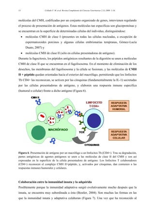 Collado V. M. et al. Revista Complutense de Ciencias Veterinarias 2 (1) 2008: 1-1613
moléculas del CMH, codificadas por un conjunto organizado de genes, intervienen regulando
el proceso de presentación de antígenos. Estas moléculas tan específicas son glucoproteínas y
se encuentran en la superficie de determinadas células del individuo, distinguiéndose:
• moléculas CMH de clase I (presentes en todas las células nucleadas, a excepción de
espermatozoides porcinos y algunas células embrionarias tempranas, Gómez-Lucía
Duato, 2007) y
• moléculas CMH de clase II (sólo en células presentadoras de antígeno).
Durante la fagocitosis, los péptidos antigénicos resultantes de la digestión se unen a moléculas
CMH de clase II que se encuentran en el fagolisosoma. En el momento de eliminación de los
desechos, las membranas del fagolisosoma y la célula se fusionan, y las moléculas de CMH
II + péptido quedan orientadas hacia el exterior del macrófago, permitiendo que los linfocitos
Th CD4+ las reconozcan, se activen por las citoquinas (fundamentalmente la IL-1) secretadas
por las células presentadoras de antígeno, y elaboren una respuesta inmune específica
(humoral o celular) frente a dicho antígeno (Figura 6).
Figura 6. Presentación de antígeno por un macrófago a un linfocitos Th (CD4+). Tras su degradación,
partes antigénicas de agentes patógenos se unen a las moléculas de clase II del CMH y son así
expresadas en la superficie de la célula presentadora de antígeno. Los linfocitos T colaboradores
(CD4+) reconocen el complejo CMH II+péptido, y, activados por citoquinas, dan comienzo a las
respuestas inmunes humorales y celulares.
Colaboración entre la inmunidad innata y la adquirida
Posiblemente porque la inmunidad adaptativa surgió evolutivamente mucho después que la
innata, se encuentra muy subordinada a ésta (Beutler, 2004). Son muchas las formas en las
que la inmunidad innata y adaptativa colaboran (Figura 7). Una vez que ha reconocido al
 