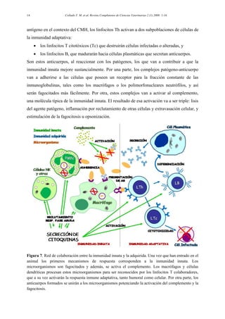 Collado V. M. et al. Revista Complutense de Ciencias Veterinarias 2 (1) 2008: 1-1614
antígeno en el contexto del CMH, los linfocitos Th activan a dos subpoblaciones de células de
la inmunidad adaptativa:
• los linfocitos T citotóxicos (Tc) que destruirán células infectadas o alteradas, y
• los linfocitos B, que madurarán hacia células plasmáticas que secretan anticuerpos.
Son estos anticuerpos, al reaccionar con los patógenos, los que van a contribuir a que la
inmunidad innata mejore sustancialmente. Por una parte, los complejos patógeno-anticuerpo
van a adherirse a las células que poseen un receptor para la fracción constante de las
inmunoglobulinas, tales como los macrófagos o los polimorfonucleares neutrófilos, y así
serán fagocitados más fácilmente. Por otra, estos complejos van a activar al complemento,
una molécula típica de la inmunidad innata. El resultado de esa activación va a ser triple: lisis
del agente patógeno, inflamación por reclutamiento de otras células y extravasación celular, y
estimulación de la fagocitosis u opsonización.
Figura 7. Red de colaboración entre la inmunidad innata y la adquirida. Una vez que han entrado en el
animal los primeros mecanismos de respuesta corresponden a la inmunidad innata. Los
microorganismos son fagocitados y además, se activa el complemento. Los macrófagos y células
dendríticas procesan estos microorganismos para ser reconocidos por los linfocitos T colaboradores,
que a su vez activarán la respuesta inmune adaptativa, tanto humoral como celular. Por otra parte, los
anticuerpos formados se unirán a los microorganismos potenciando la activación del complemento y la
fagocitosis.
 