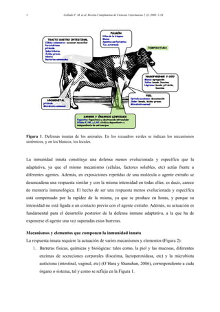 Collado V. M. et al. Revista Complutense de Ciencias Veterinarias 2 (1) 2008: 1-163
Figura 1. Defensas innatas de los animales. En los recuadros verdes se indican los mecanismos
sistémicos, y en los blancos, los locales.
La inmunidad innata constituye una defensa menos evolucionada y específica que la
adaptativa, ya que el mismo mecanismo (células, factores solubles, etc) actúa frente a
diferentes agentes. Además, en exposiciones repetidas de una molécula o agente extraño se
desencadena una respuesta similar y con la misma intensidad en todas ellas; es decir, carece
de memoria inmunológica. El hecho de ser una respuesta menos evolucionada y específica
está compensado por la rapidez de la misma, ya que se produce en horas, y porque su
intensidad no está ligada a un contacto previo con el agente extraño. Además, su actuación es
fundamental para el desarrollo posterior de la defensa inmune adaptativa, a la que ha de
exponerse el agente una vez superadas estas barreras.
Mecanismos y elementos que componen la inmunidad innata
La respuesta innata requiere la actuación de varios mecanismos y elementos (Figura 2):
1. Barreras físicas, químicas y biológicas: tales como, la piel y las mucosas, diferentes
enzimas de secreciones corporales (lisozima, lactoperoxidasa, etc) y la microbiota
autóctona (intestinal, vaginal, etc) (O’Hara y Shanahan, 2006), correspondiente a cada
órgano o sistema, tal y como se refleja en la Figura 1.
 