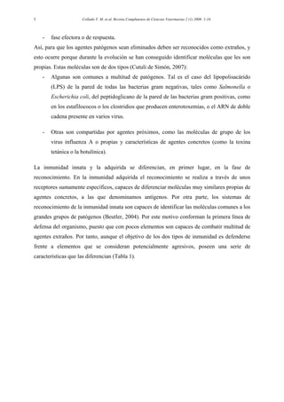 Collado V. M. et al. Revista Complutense de Ciencias Veterinarias 2 (1) 2008: 1-165
- fase efectora o de respuesta.
Así, para que los agentes patógenos sean eliminados deben ser reconocidos como extraños, y
esto ocurre porque durante la evolución se han conseguido identificar moléculas que les son
propias. Estas moléculas son de dos tipos (Cutuli de Simón, 2007):
- Algunas son comunes a multitud de patógenos. Tal es el caso del lipopolisacárido
(LPS) de la pared de todas las bacterias gram negativas, tales como Salmonella o
Escherichia coli, del peptidoglicano de la pared de las bacterias gram positivas, como
en los estafilococos o los clostridios que producen enterotoxemias, o el ARN de doble
cadena presente en varios virus.
- Otras son compartidas por agentes próximos, como las moléculas de grupo de los
virus influenza A o propias y características de agentes concretos (como la toxina
tetánica o la botulínica).
La inmunidad innata y la adquirida se diferencian, en primer lugar, en la fase de
reconocimiento. En la inmunidad adquirida el reconocimiento se realiza a través de unos
receptores sumamente específicos, capaces de diferenciar moléculas muy similares propias de
agentes concretos, a las que denominamos antígenos. Por otra parte, los sistemas de
reconocimiento de la inmunidad innata son capaces de identificar las moléculas comunes a los
grandes grupos de patógenos (Beutler, 2004). Por este motivo conforman la primera línea de
defensa del organismo, puesto que con pocos elementos son capaces de combatir multitud de
agentes extraños. Por tanto, aunque el objetivo de los dos tipos de inmunidad es defenderse
frente a elementos que se consideran potencialmente agresivos, poseen una serie de
características que las diferencian (Tabla 1).
 