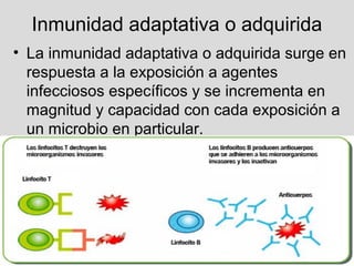 Inmunidad adaptativa o adquirida
• La inmunidad adaptativa o adquirida surge en
respuesta a la exposición a agentes
infecciosos específicos y se incrementa en
magnitud y capacidad con cada exposición a
un microbio en particular.
 
