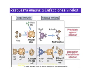 Sistema inmune para clase | PPTX