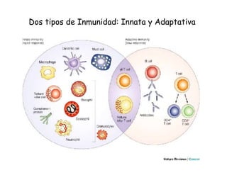 Shots Inmunologicos Sistema inmune para clase | PPTX