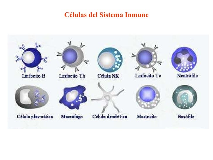 Resultado de imagen para celulas inmunitarias