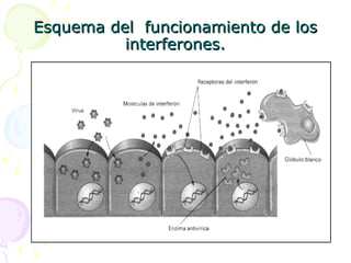 Esquema del  funcionamiento de los interferones. 