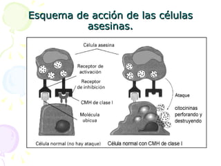 Esquema de acción de las células asesinas. 