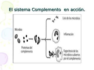 El sistema Complemento  en acción. 