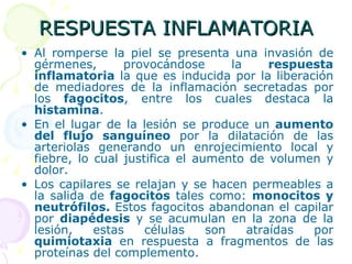 RESPUESTA INFLAMATORIA Al romperse la piel se presenta una invasión de gérmenes, provocándose la  respuesta inflamatoria  la que es inducida por la liberación de mediadores de la inflamación secretadas por los  fagocitos , entre los cuales destaca la  histamina . En el lugar de la lesión se produce un  aumento del flujo sanguíneo  por la dilatación de las arteriolas generando un enrojecimiento local y fiebre, lo cual justifica el aumento de volumen y dolor. Los capilares se relajan y se hacen permeables a la salida de  fagocitos  tales como:  monocitos y neutrófilos.  Estos fagocitos abandonan el capilar por  diapédesis  y se acumulan en la zona de la lesión, estas células son atraídas por  quimiotaxia  en respuesta a fragmentos de las proteínas del complemento. 