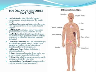 LOS ÓRGANOS LINFOIDES INCLUYEN:Las Adenoides (dos glándulas que se encuentran en la parte posterior del pasaje nasal).Los Vasos Sanguíneos (las arterias, las venas y los capilares a través de los cuales fluye la sangre).La Médula Ósea (tejido suave y esponjoso que se encuentra en las cavidades óseas).Los Nódulos Linfáticos (pequeños órganos con forma de frijol que se encuentran en todo el cuerpo y se conectan mediante los vasos linfáticos).Los Vasos Linfáticos (una red de canales que se extiende a través de todo el cuerpo y que transportan los linfocitos a los órganos linfoides y al torrente sanguíneo).La Placa de Peyer(tejido linfoide en el intestino delgado).El Bazo (órgano del tamaño de un puño, que se encuentra en la cavidad abdominal).El Timo (dos lóbulos que se unen en frente de la tráquea, detrás del esternón).Las Amígdalas Palatinas (dos masas ovales en la parte posterior de la garganta). 
