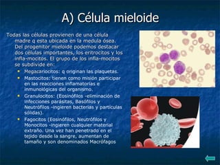 A) Célula mieloide Todas las células provienen de una célula madre q esta ubicada en la medula ósea. Del progenitor mieloide podemos destacar dos células importantes, los eritrocitos y los infla-mocitos. El grupo de los infla-mocitos se subdivide en: Megaca riocitos: q originan las plaquetas. Mastocitos: tienen como misión participar en las reacciones inflamatorias e inmunológicas del organismo. Granulocitos: (Eosinófilos -eliminación de infecciones parásitas, Basófilos y Neutrófilos -ingieren bacterias y partículas sólidas). Fagocitos (Eosinófilos, Neutrófilos y Monocitos -ingieren cualquier material extraño. Una vez han penetrado en el tejido desde la sangre, aumentan de tamaño y son denominados Macrófagos   