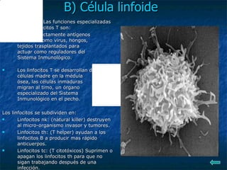 B) Célula linfoide Linfocitos T:  Las funciones especializadas de los linfocitos T son: Atacar directamente antígenos extraños como virus, hongos, tejidos trasplantados para actuar como reguladores del Sistema Inmunológico. Los linfocitos T se desarrollan de células madre en la médula ósea, las células inmaduras migran al timo, un órgano especializado del Sistema Inmunológico en el pecho. Los linfocitos se subdividen en: Linfocitos nk: (natural killer) destruyen al micro-organismo invasor y tumores. Linfocitos th: (T helper) ayudan a los linfocitos B a producir mas rápido anticuerpos. Linfocitos tc: (T citotóxicos) Suprimen o apagan los linfocitos th para que no sigan trabajando después de una infección. 
