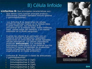 B) Célula linfoide Linfocitos B:   Sus principales características son: Que tienen como función principal producir anticuerpos (también llamados inmuno-globina y gammaglobulinas). Los linfocitos B se desarrollan de células primitivas (células madre) en la médula ósea. Cuando maduran, los linfocitos B se encuentran en la médula ósea, nodos linfáticos, baso, ciertas áreas del intestino, y en menos extensión en el fluido sanguíneo. Cuando las células B se estimulan con un material extraño (antígenos), responden madurando en otros tipos de células llamadas células plasmáticas. Las células plasmáticas producen  anticuerpos . (La variedad de anticuerpos moleculares es tan extensa que los linfocitos B tienen la habilidad de producirlos contra virtualmente todos los micro-organismos en el medio ambiente.)  Linfocitos B: Producen 5 clases de anticuerpos o gammaglobulinas:  Inmunoglobulinas G (IgG)  Inmunoglobulinas A (IgA)  Inmunoglobulinas M (IgM)  Inmunoglobulinas E (IgE)  Inmunoglobulinas D (IgD)  