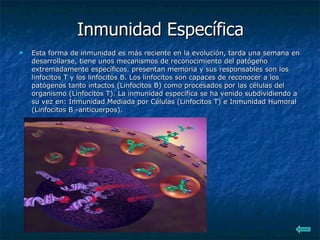 Inmunidad Específica Esta forma de inmunidad es más reciente en la evolución, tarda una semana en desarrollarse, tiene unos mecanismos de reconocimiento del patógeno extremadamente específicos. presentan memoria y sus responsables son los linfocitos T y los linfocitos B. Los linfocitos son capaces de reconocer a los patógenos tanto intactos (Linfocitos B) como procesados por las células del organismo (Linfocitos T). La inmunidad específica se ha venido subdividiendo a su vez en: Inmunidad Mediada por Células (Linfocitos T) e Inmunidad Humoral (Linfocitos B -anticuerpos).   