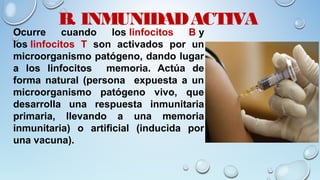 B. INMUNIDADACTIVA
Ocurre cuando los linfocitos B y
los linfocitos T son activados por un
microorganismo patógeno, dando lugar
a los linfocitos memoria. Actúa de
forma natural (persona expuesta a un
microorganismo patógeno vivo, que
desarrolla una respuesta inmunitaria
primaria, llevando a una memoria
inmunitaria) o artificial (inducida por
una vacuna).
 