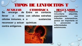 TIPOS DE LINFOCITOS T
AUXILIAR
Se encarga de
llevar a otras
células inmunes, a
reconocer y actuar
contra antígenos.
CITOTÓXICA
Entra en contacto
con células extrañas
o sustancias
químicas
destruyéndolas
REGULADORSuprime la respuesta
inmunitaria adquirida,
especialmente con
linfocitos autoreactivos,
parece ser importante en
la prevención de
enfermedades
autoinmunes.
 