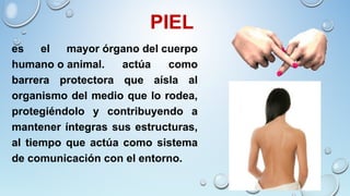 PIEL
es el mayor órgano del cuerpo
humano o animal. actúa como
barrera protectora que aísla al
organismo del medio que lo rodea,
protegiéndolo y contribuyendo a
mantener íntegras sus estructuras,
al tiempo que actúa como sistema
de comunicación con el entorno.
 